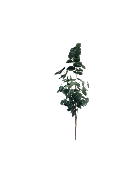 ASA-Eukalyptuszweig, Grün